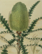 Curtis Botanical prints